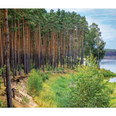Kalendarz ścienny LASY POLSKIE WIELOPLANSZOWY 12K A3 Lucrum (RW6)