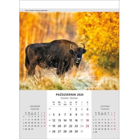 Kalendarz ścienny NIESAMOWITA POLSKA wieloplanszowy 330mm x 500mm Jotan (WP116)