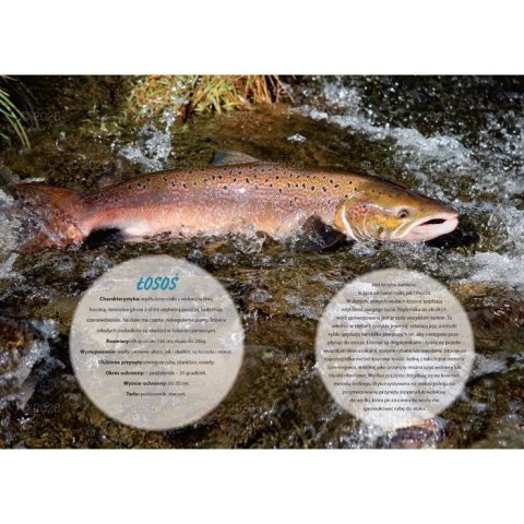 Kalendarz ścienny wędkarski rodzinny 280mm x 200mm Lucrum (WL14)