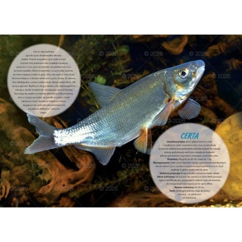 Kalendarz ścienny wędkarski rodzinny 280mm x 200mm Lucrum (WL14)