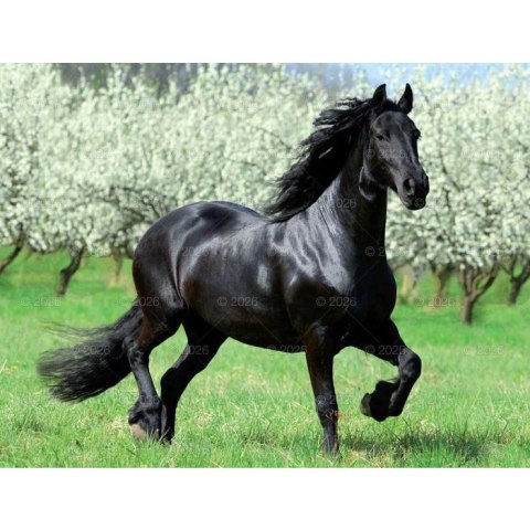 Kalendarz ścienny 13-planszowe 320mm x 470mm Lucrum (RW14)