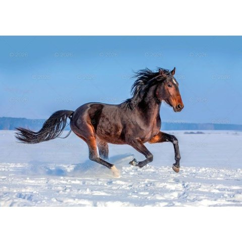 Kalendarz ścienny konie w plenerze rodzinny 280mm x 200mm Lucrum (WL10)