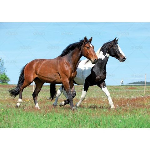 Kalendarz ścienny konie w plenerze rodzinny 280mm x 200mm Lucrum (WL10)