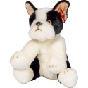 Pluszak pies Boston terrier [mm:] 300 Anek (844404BS)