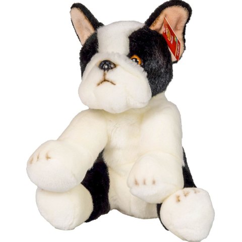 Pluszak pies Boston terrier [mm:] 300 Anek (844404BS)