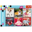 Puzzle 200 el. Trefl (113279)