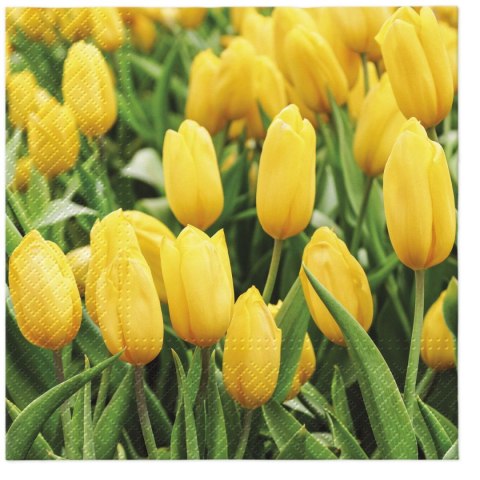 Serwetki Paw Lunch Tulips Field - mix nadruk 330mm x 330mm (SDL134500)