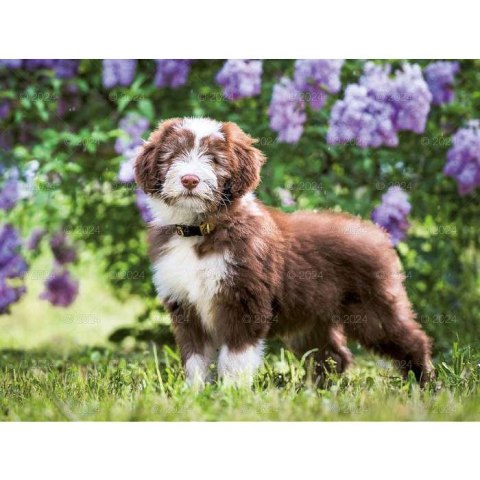 Kalendarz ścienny PSY RASOWE 13-planszowe 2024 320mm x 470mm Lucrum (RW13)