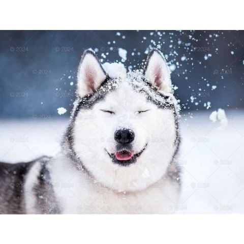 Kalendarz ścienny PSY RASOWE 13-planszowe 2024 320mm x 470mm Lucrum (RW13)