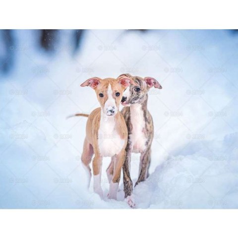 Kalendarz ścienny PSY RASOWE 13-planszowe 2024 320mm x 470mm Lucrum (RW13)