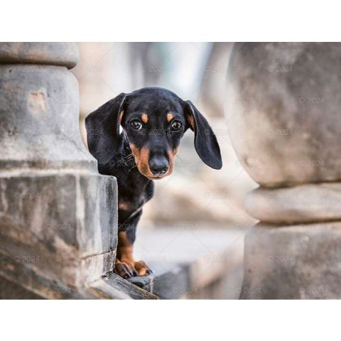 Kalendarz ścienny PSY RASOWE 13-planszowe 2024 320mm x 470mm Lucrum (RW13)