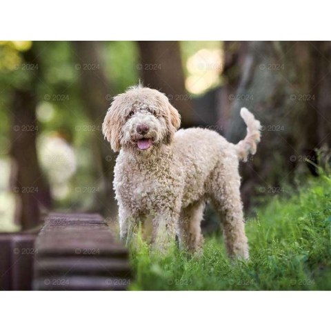 Kalendarz ścienny PSY RASOWE 13-planszowe 2024 320mm x 470mm Lucrum (RW13)